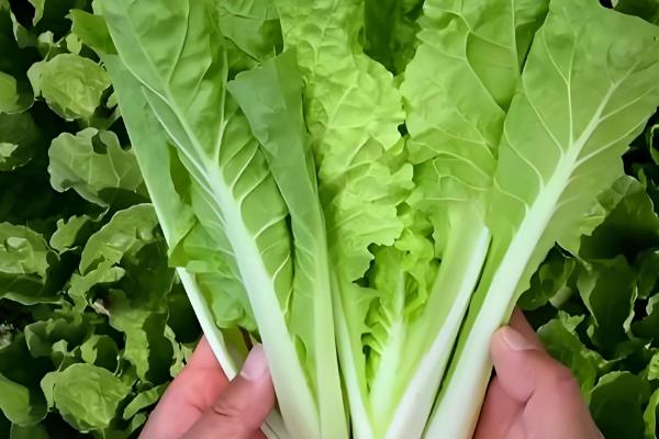 小白菜有没有种子，小白菜有种子