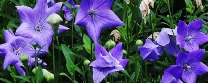 如何种桔梗花种子，需要先对其进行催芽处理