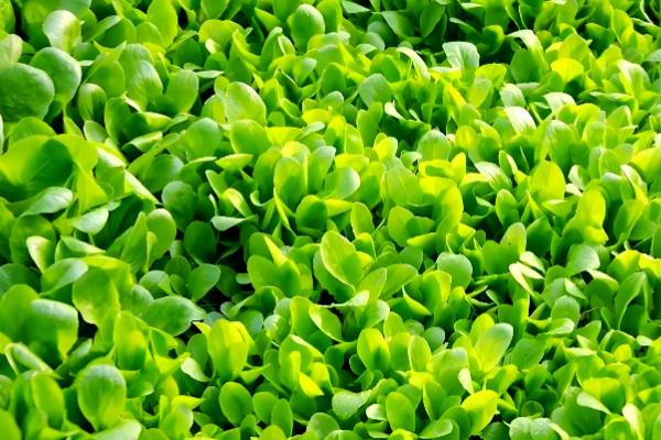 小白菜有没有种子，小白菜有种子