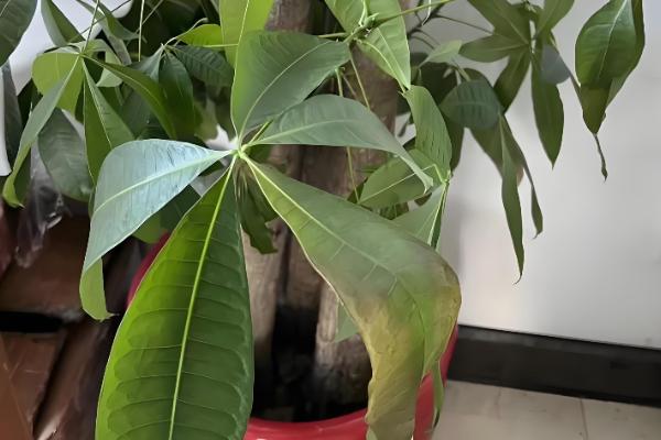 发财树叶子尖干枯的原因，可能是缺少水分所致