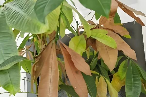 发财树叶子尖干枯的原因，可能是缺少水分所致