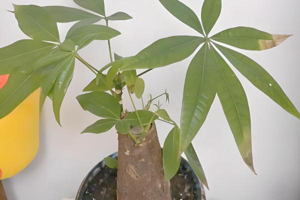 发财树叶子尖干枯的原因，可能是缺少水分所致