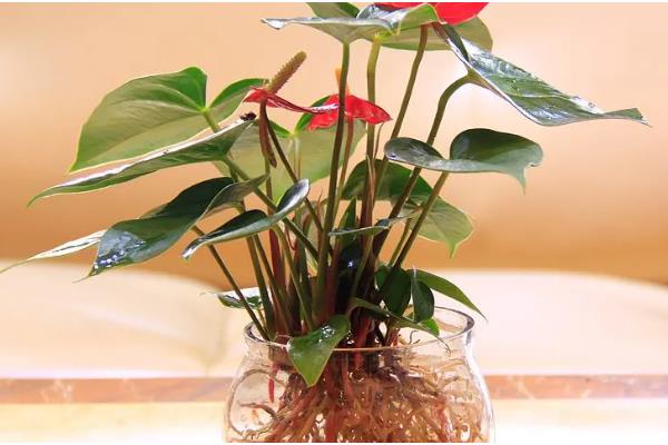 鲜花要每天都换水吗，无需每天都换水