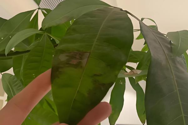 发财树叶子尖干枯的原因，可能是缺少水分所致