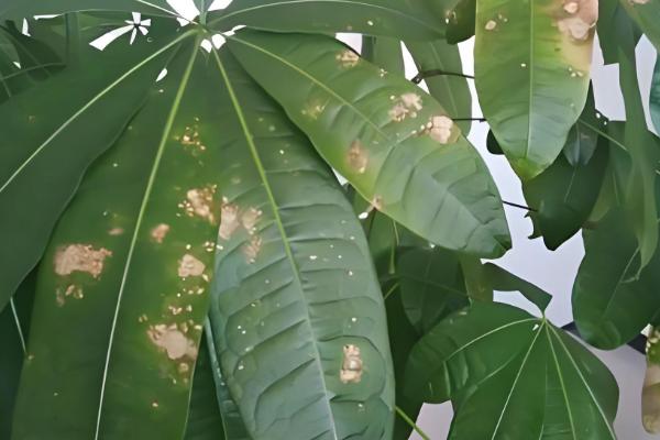 发财树叶子尖干枯的原因，可能是缺少水分所致