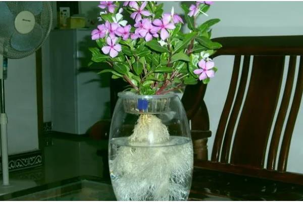 鲜花要每天都换水吗，无需每天都换水