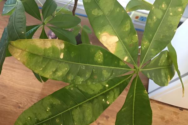发财树叶子尖干枯的原因，可能是缺少水分所致