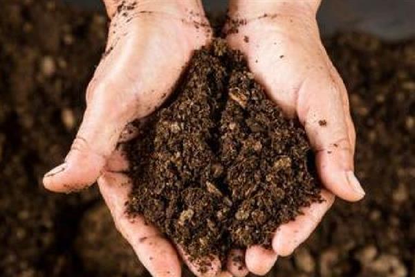 如何养殖罗汉松,春秋季节每个星期浇一次水