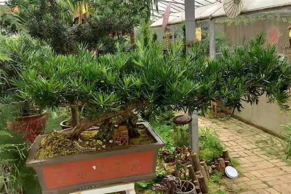 如何养殖罗汉松,春秋季节每个星期浇一次水