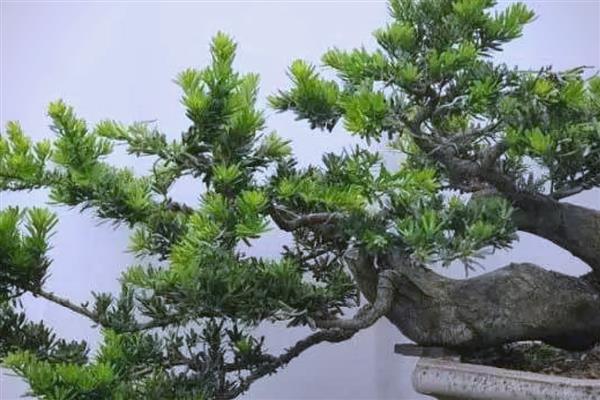 如何养殖罗汉松,春秋季节每个星期浇一次水