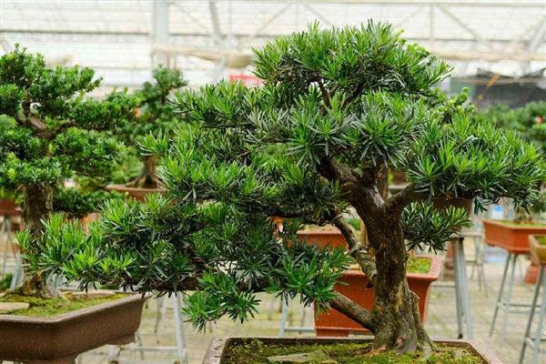 如何养殖罗汉松,春秋季节每个星期浇一次水