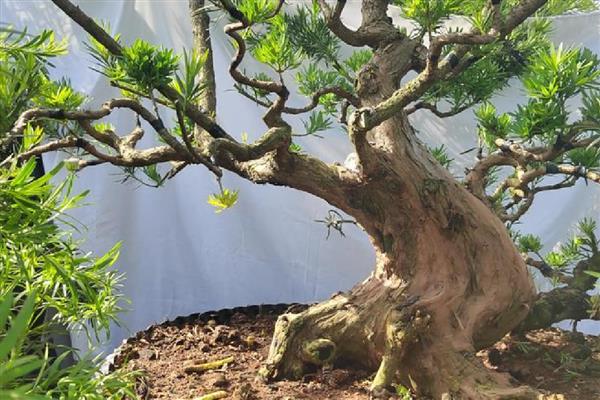 如何养殖罗汉松,春秋季节每个星期浇一次水