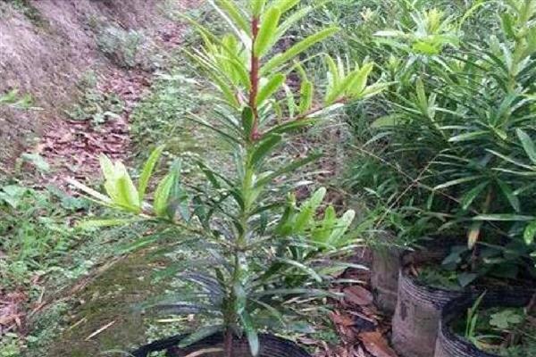 如何养殖罗汉松,春秋季节每个星期浇一次水