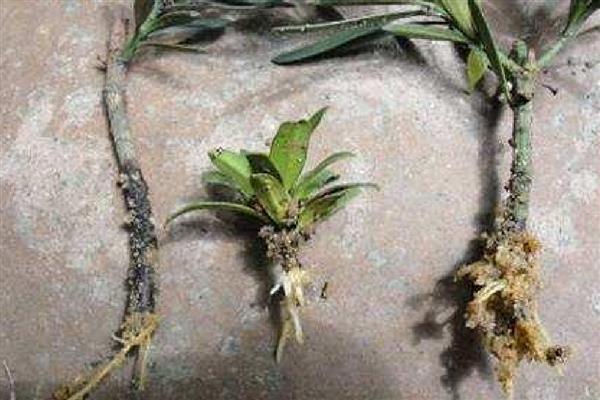 如何养殖罗汉松,春秋季节每个星期浇一次水