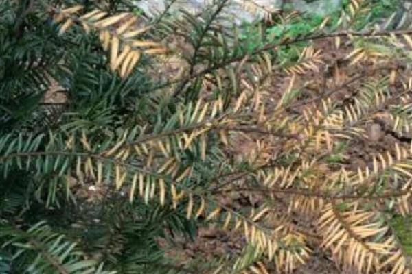 红豆杉叶子发黄如何解决，浇水过多要翻松土壤蒸发水分