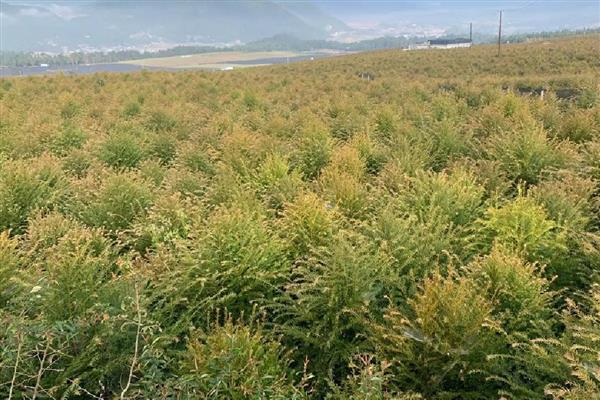 红豆杉叶子发黄如何解决，浇水过多要翻松土壤蒸发水分