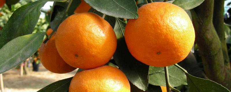 常见的柑橘品种，常见的有金柑、碰柑等