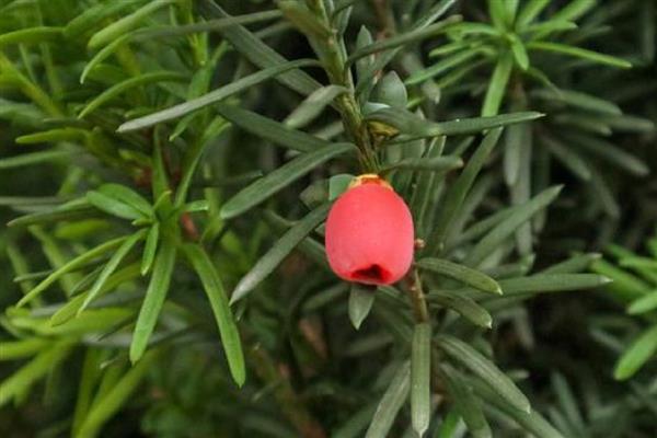 红豆杉叶子发黄如何解决，浇水过多要翻松土壤蒸发水分