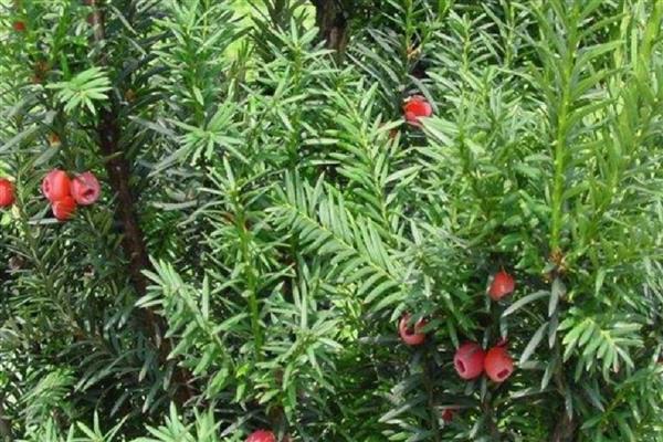 红豆杉叶子发黄如何解决，浇水过多要翻松土壤蒸发水分