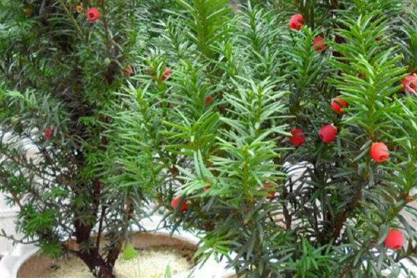 红豆杉叶子发黄如何解决，浇水过多要翻松土壤蒸发水分