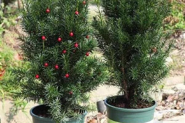 红豆杉叶子发黄如何解决，浇水过多要翻松土壤蒸发水分