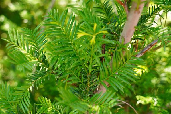 红豆杉叶子发黄如何解决，浇水过多要翻松土壤蒸发水分