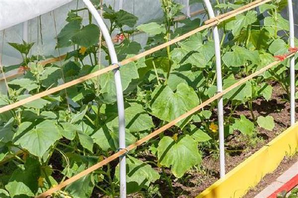 增加黄瓜挂果量的方法，结瓜后每隔10-15天追肥一次