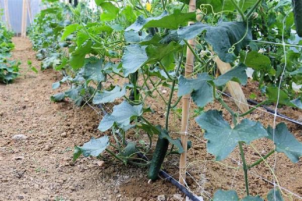 增加黄瓜挂果量的方法，结瓜后每隔10-15天追肥一次