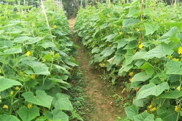 增加黄瓜挂果量的方法，结瓜后每隔10-15天追肥一次