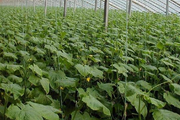 增加黄瓜挂果量的方法，结瓜后每隔10-15天追肥一次