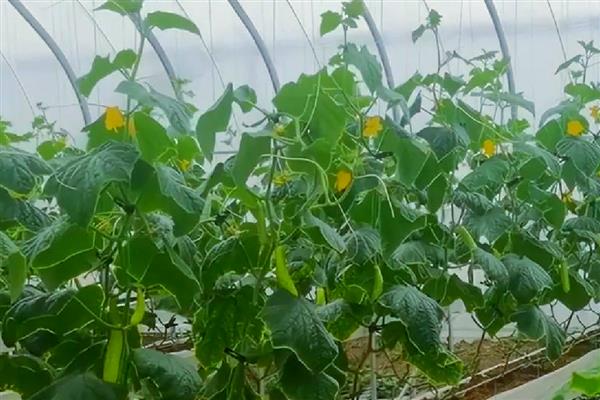 增加黄瓜挂果量的方法，结瓜后每隔10-15天追肥一次