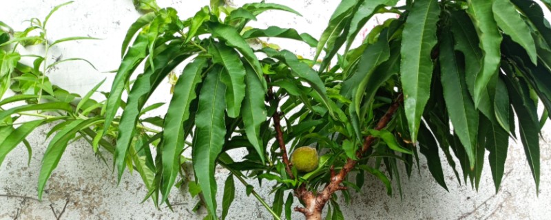 桃树如何养护，每年春天要换一次盆