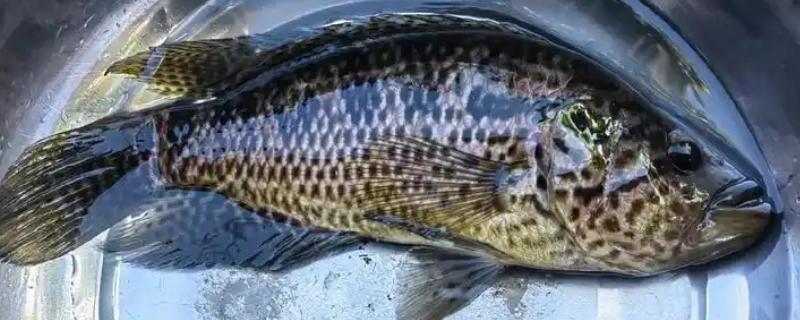 淡水石斑鱼用什么饵料钓，腥味饵料最好