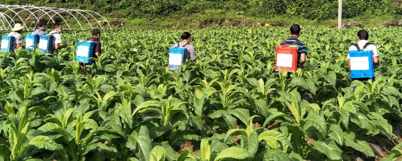 烟草抑芽剂有什么类型，主要分为内吸剂、触杀剂、局部内吸剂