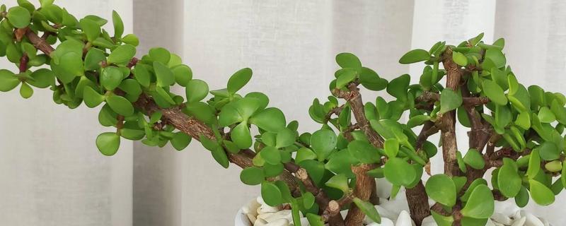 金枝玉叶不长叶子的原因，可能是缺乏光照所致