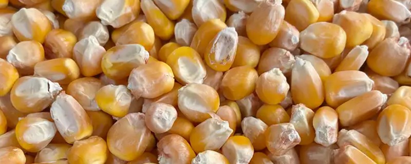 陈三年的玉米种可以种吗，主要取决于保存方式