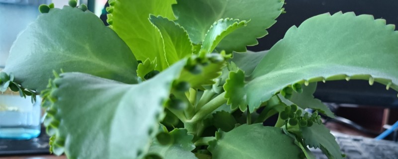 落地生根是茎还是叶繁殖，属于叶繁殖