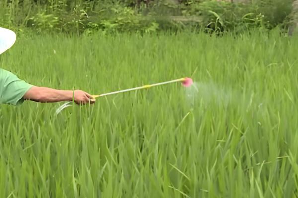 毒死蜱的作用，可防治多种咀嚼式和刺吸式口器害虫