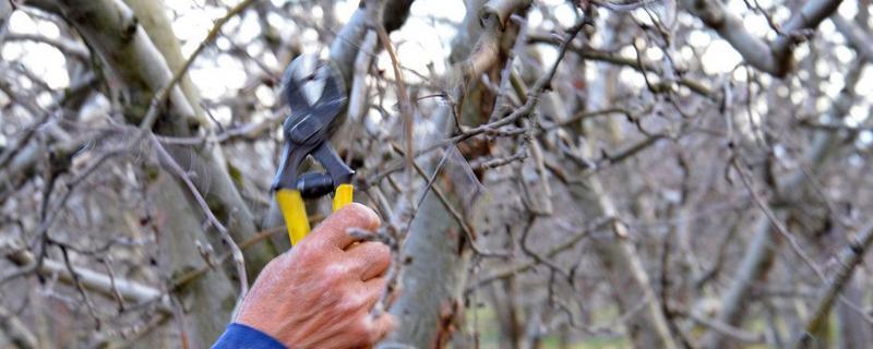 苹果树的病害防治方法，不同病害的防治方法不同