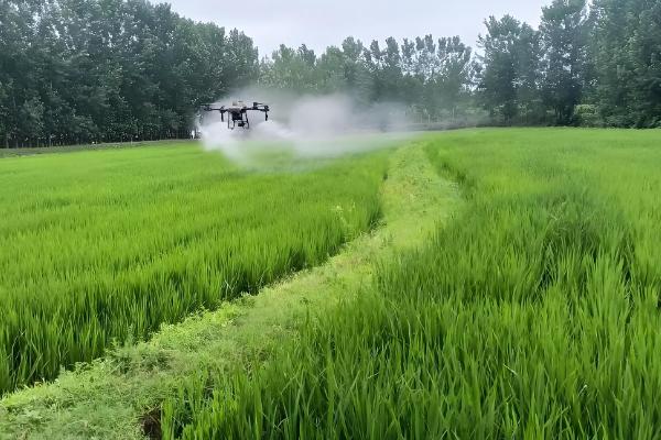 毒死蜱的作用，可防治多种咀嚼式和刺吸式口器害虫