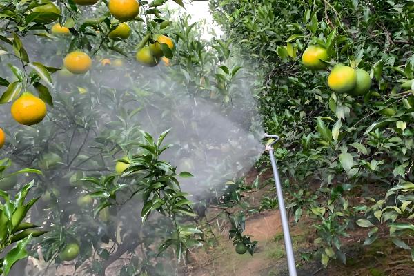 毒死蜱的作用，可防治多种咀嚼式和刺吸式口器害虫