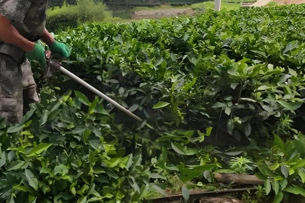 毒死蜱的作用，可防治多种咀嚼式和刺吸式口器害虫