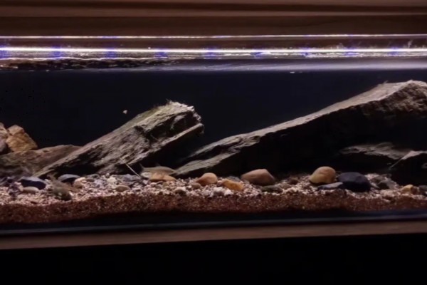 原生缸适合养什么鱼，适合养鳑鲏鱼、虾虎鱼等