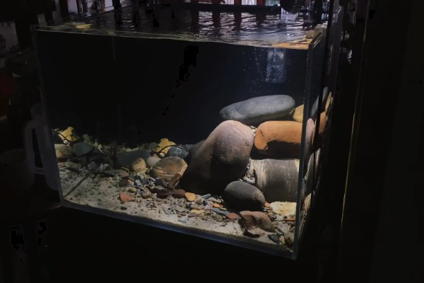 原生缸适合养什么鱼，适合养鳑鲏鱼、虾虎鱼等