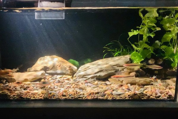 原生缸适合养什么鱼，适合养鳑鲏鱼、虾虎鱼等