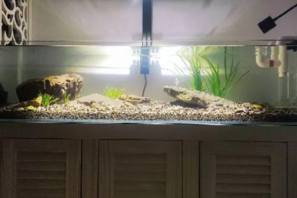 原生缸适合养什么鱼，适合养鳑鲏鱼、虾虎鱼等