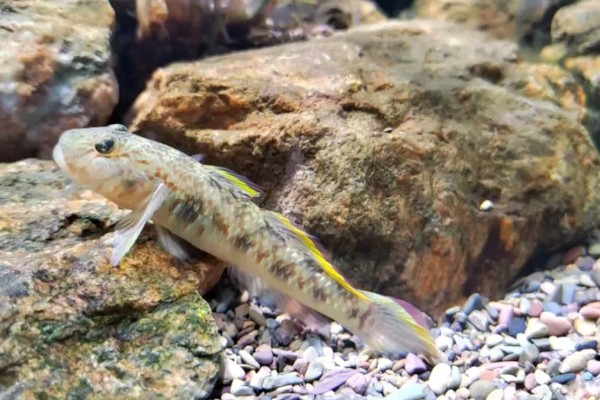 原生缸适合养什么鱼，适合养鳑鲏鱼、虾虎鱼等