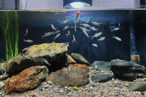 原生缸适合养什么鱼，适合养鳑鲏鱼、虾虎鱼等