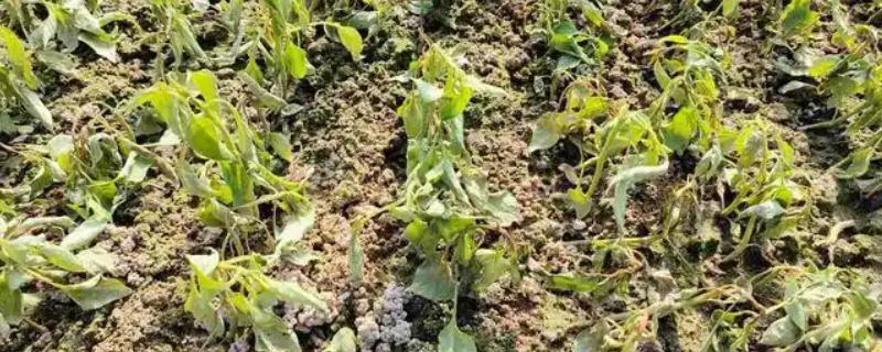 辣椒灰霉病的危害症状，发病初子叶先端会变黄