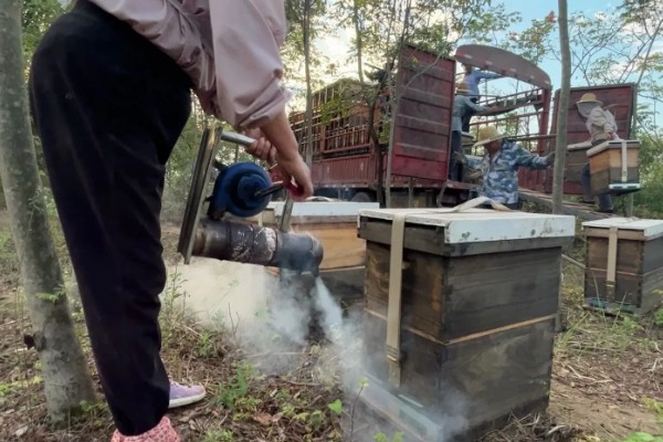 意蜂治螨的方法,主要有以下3种